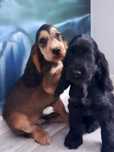 Piesek Cocker Spaniel