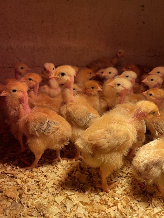 Pintos do dia castanhos carne 7/9 dias