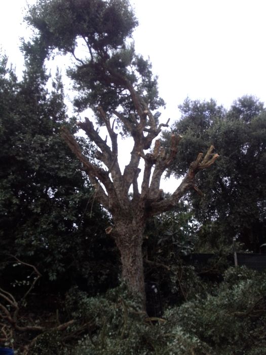 Jardinagem em geral r