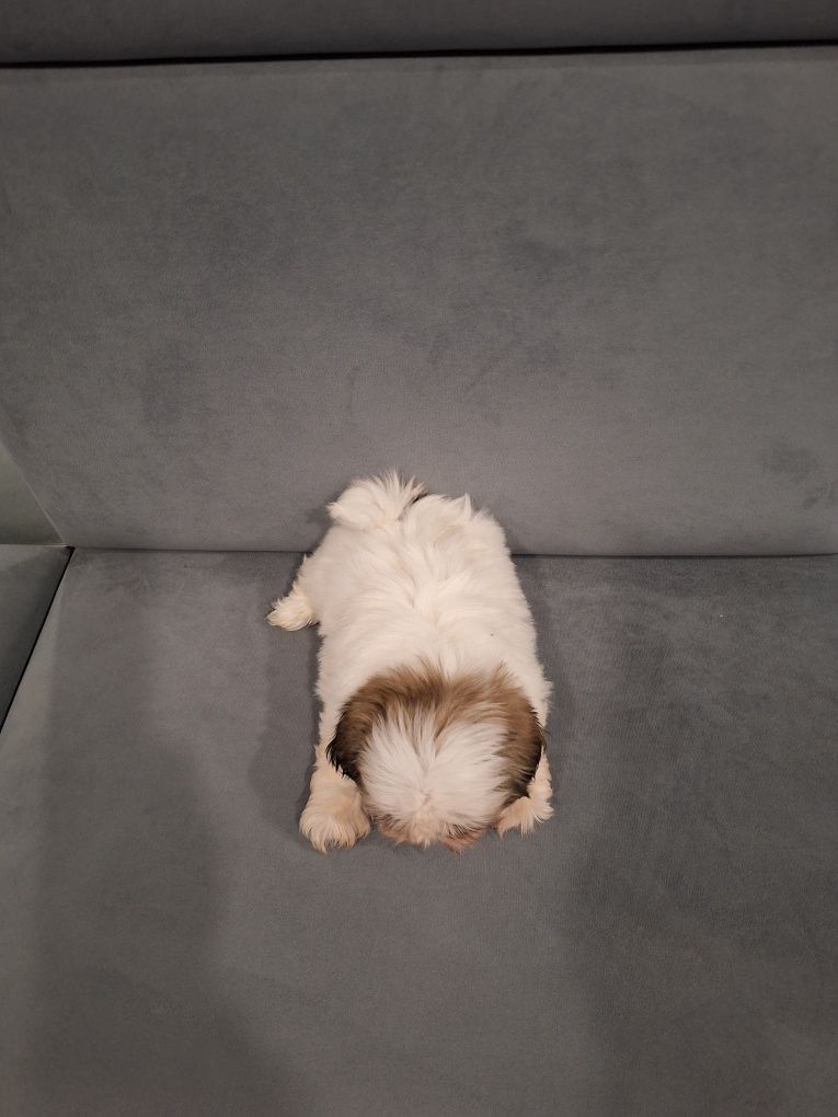 Sunia shih-tzu 12tyg mini już do odbioru
