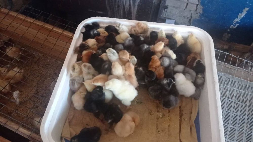 Інкубаційне яйце м'ясо-яєчного направлення