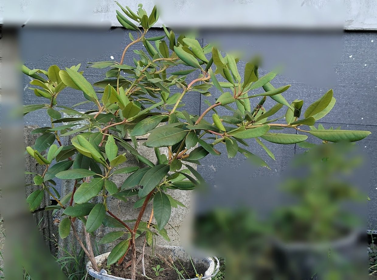 Rododendrony krzew