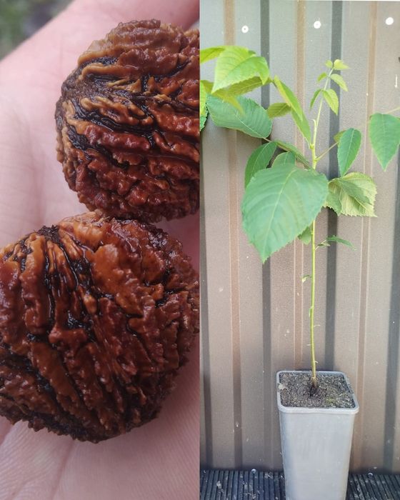 Чорний горіх.Насіння та саджанці