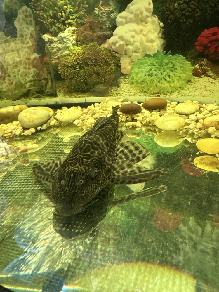Plecos albino e comum com 15/25cm