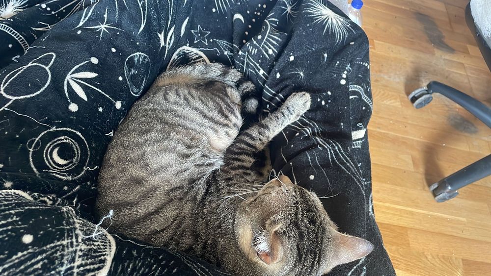 Gatinho Super dócil para Adoção