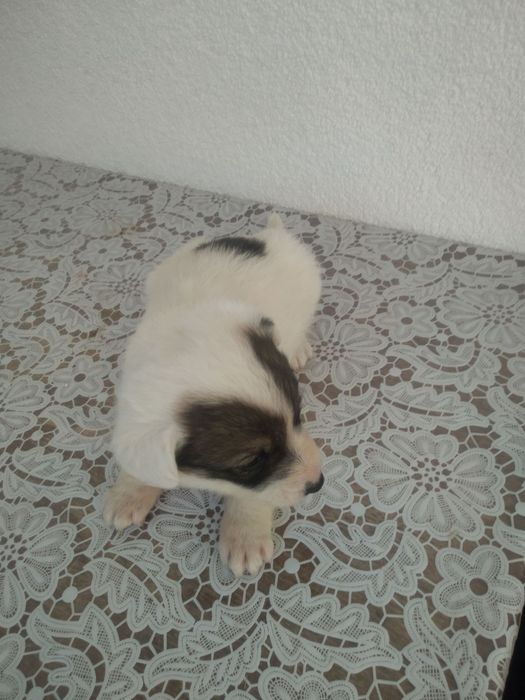 Хлопчик безкоштовно