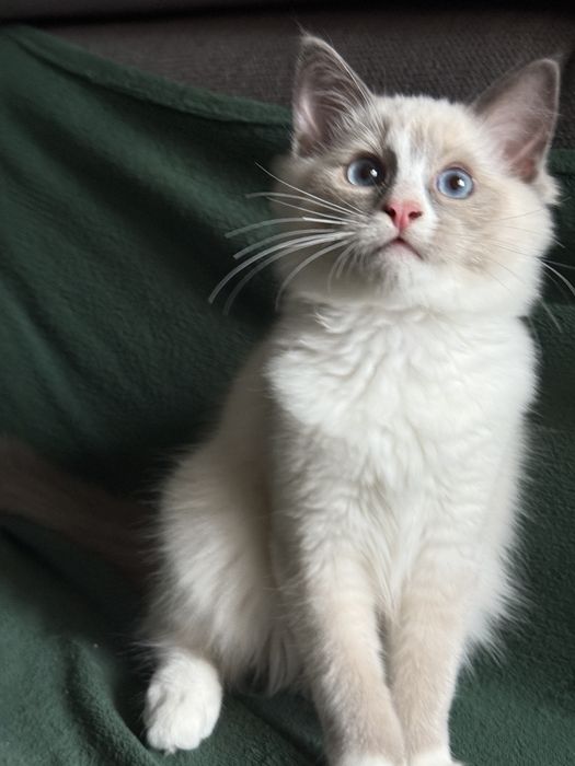 Gotowy ragdoll kocurek nr3 legalna hodowla