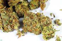 Susz Cbd, Łomża dowóz, konopie indyjskie, marihuana 6-16%
