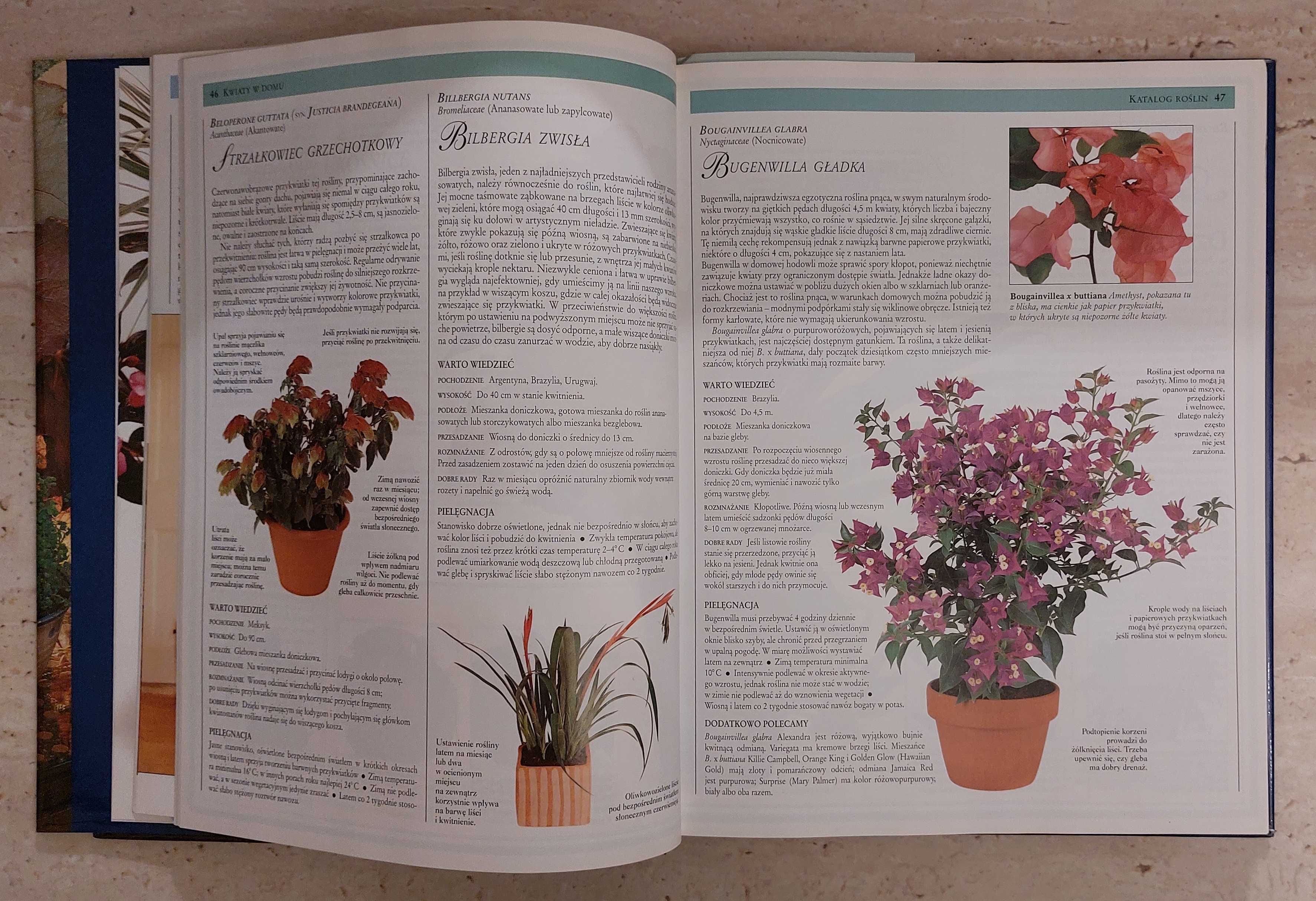 Książka Kwiaty w domu. Jak dobierać i pielęgnować rośliny doniczkowe
