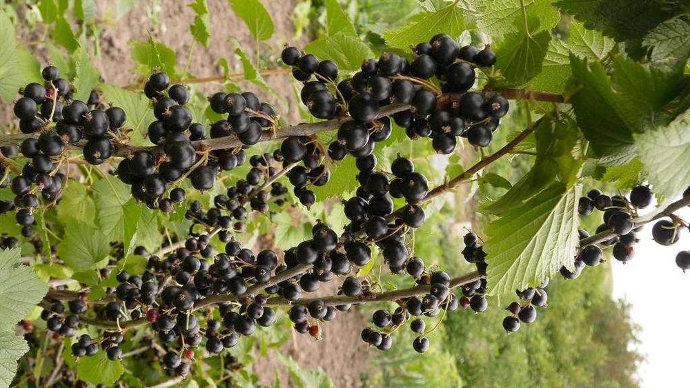 Саженцы черной смородины