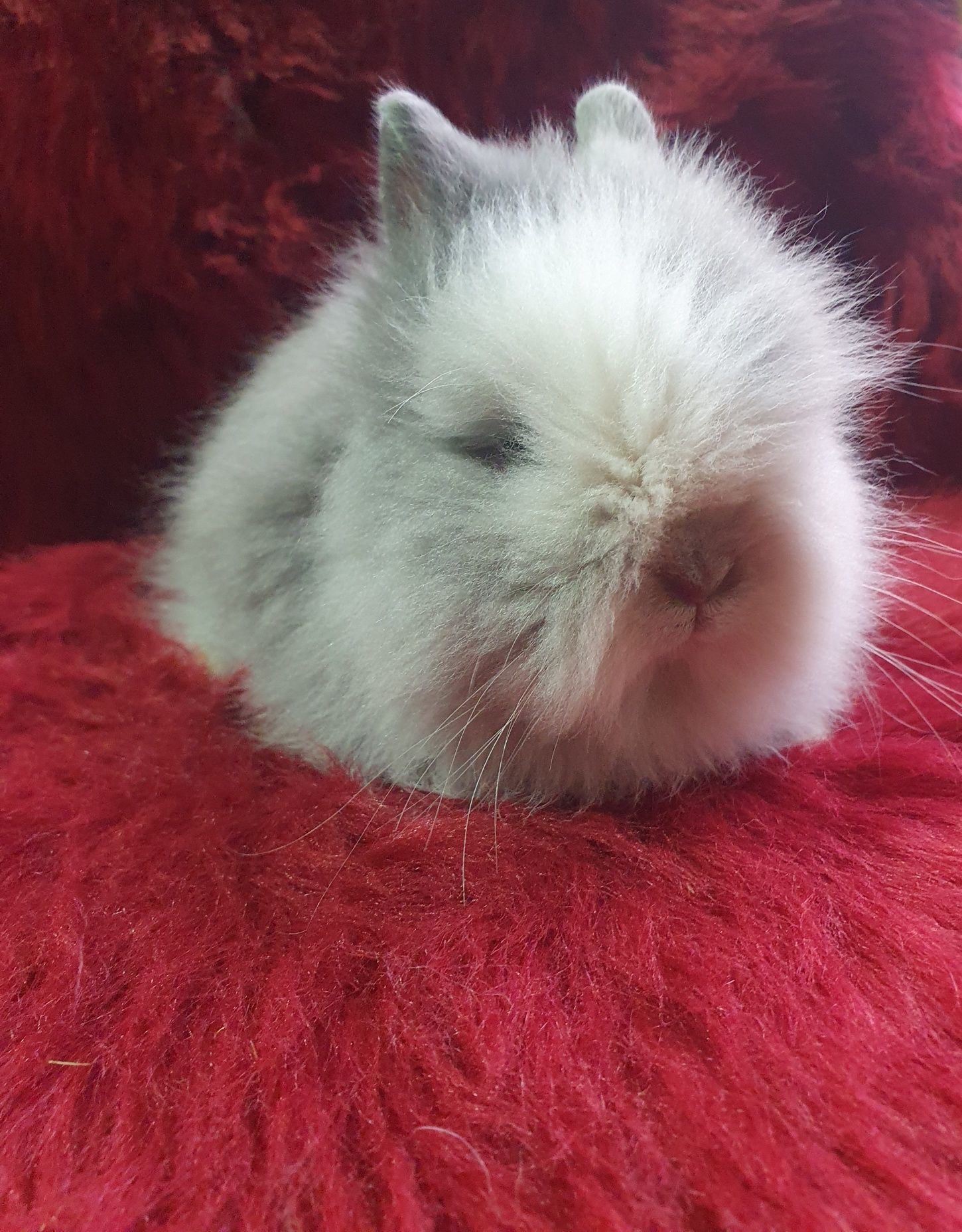 Króliki karzełki Mini lop ,Teddy