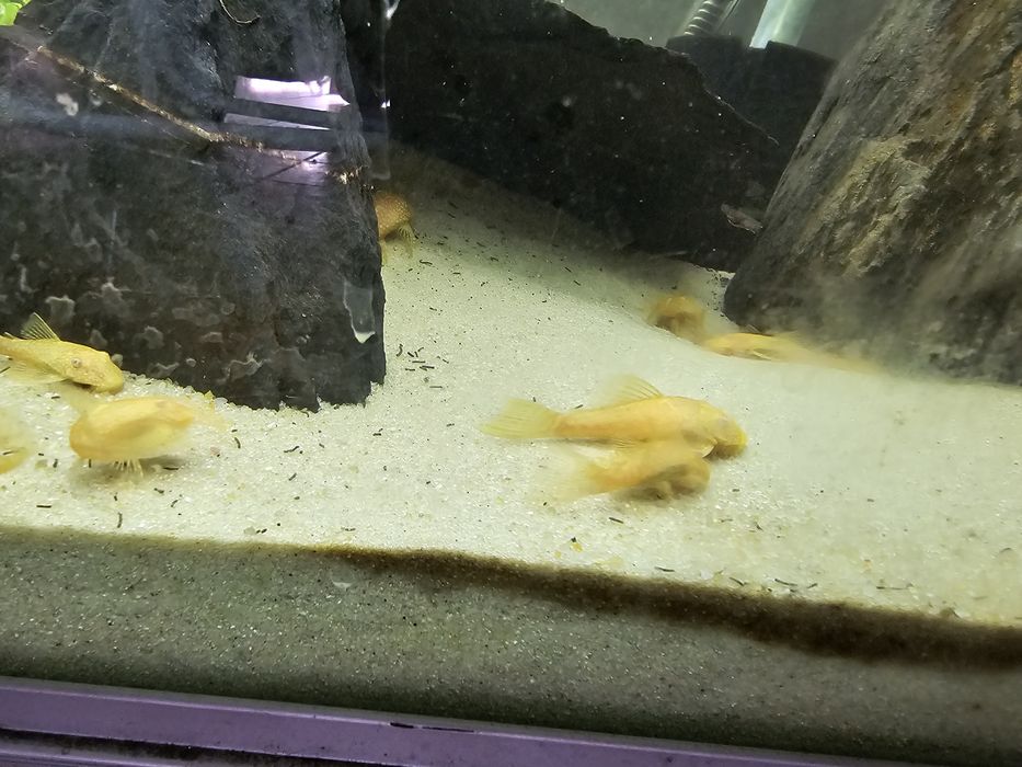 Ancistrus Albinos Dourado
