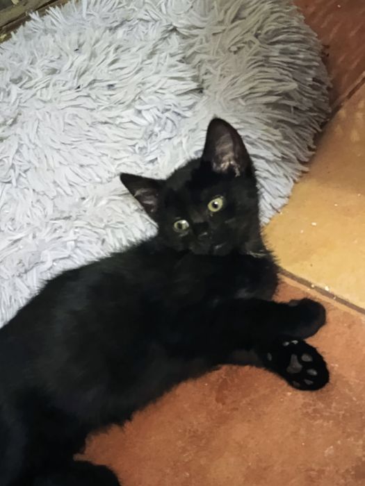 Oddam za darmo 3 młode kociaki