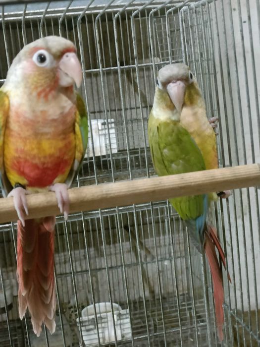 Casal pyrruras pyneeaples 2025