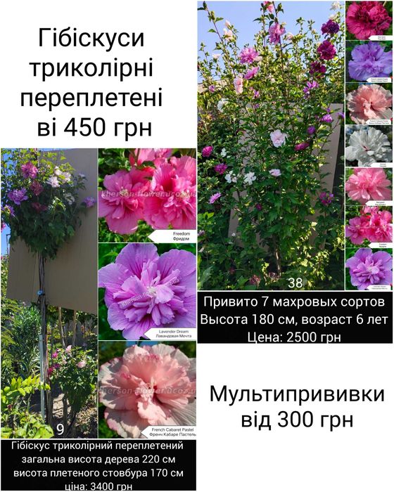 Гібіскуси вуличні деревовидні махрові, варієгатні 25 сортів