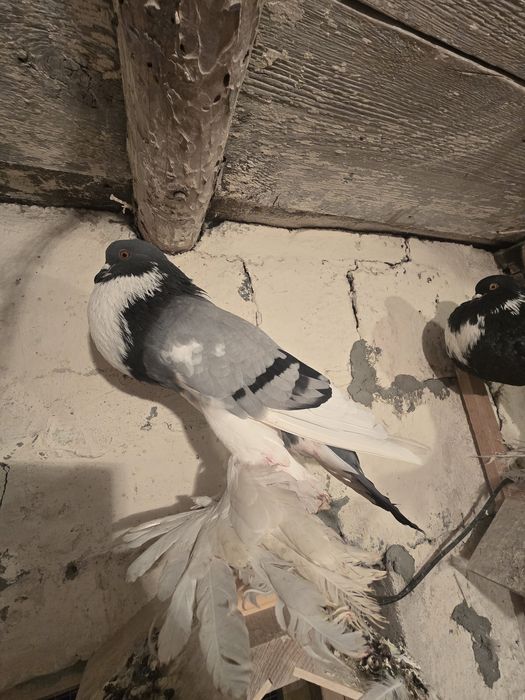 Garłacz Pomorski samiec 25