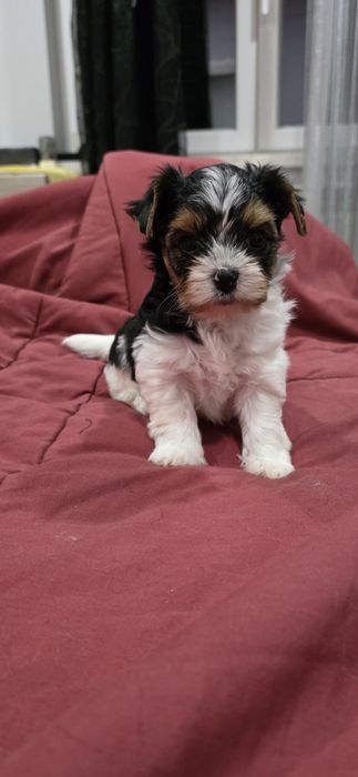 Biewer Terrier macho