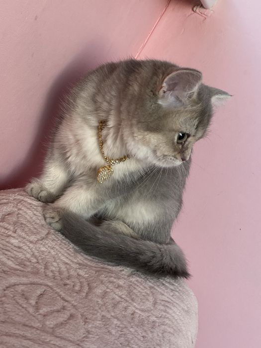 Золотая шиншилла