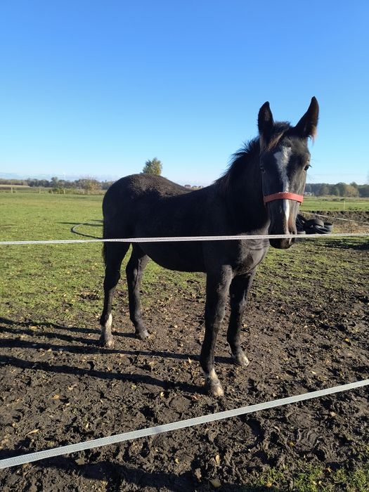 Sprzedam ogierka śląskiego