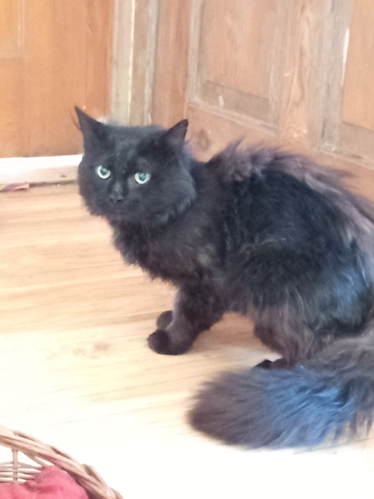 Piękny Alex do adopcji