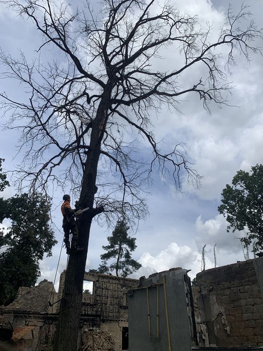Видалення дерев,Спил дерев,Зрізання дерев,Кронування пнів