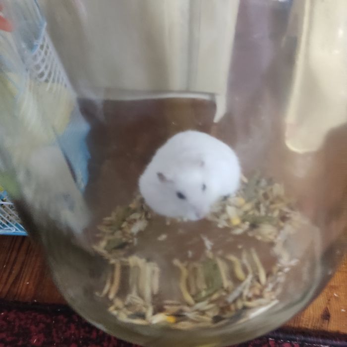 Хом'як безкоштовно терміново