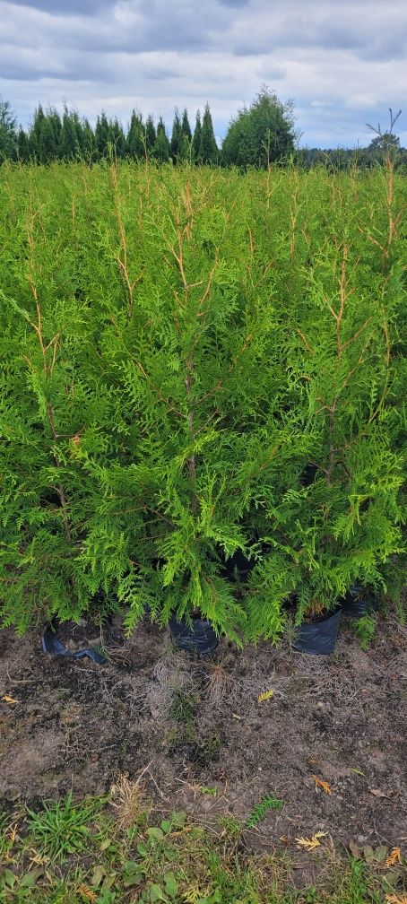 Tuja Brabant 120 cm tuje 150 thuje 100 żywopłot 120 zielony wolsztyn