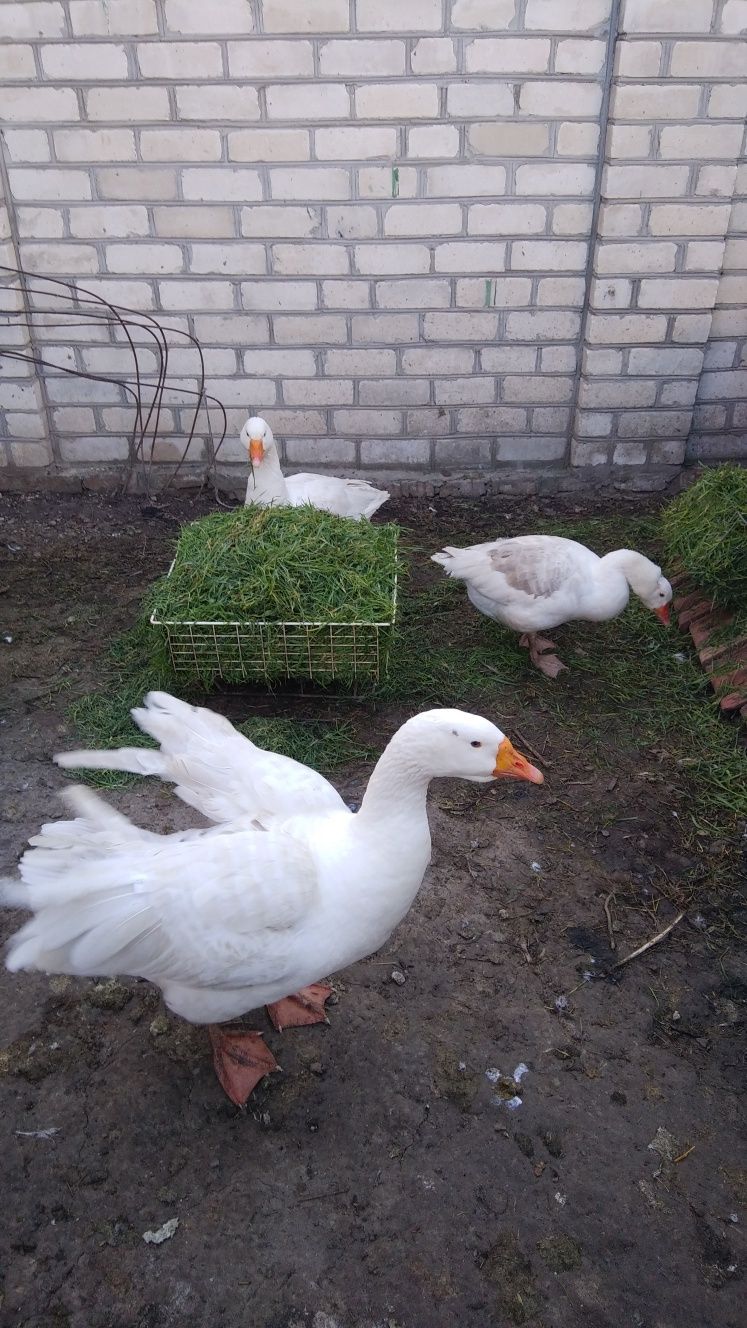 Продам гусей. 700гр.шт.