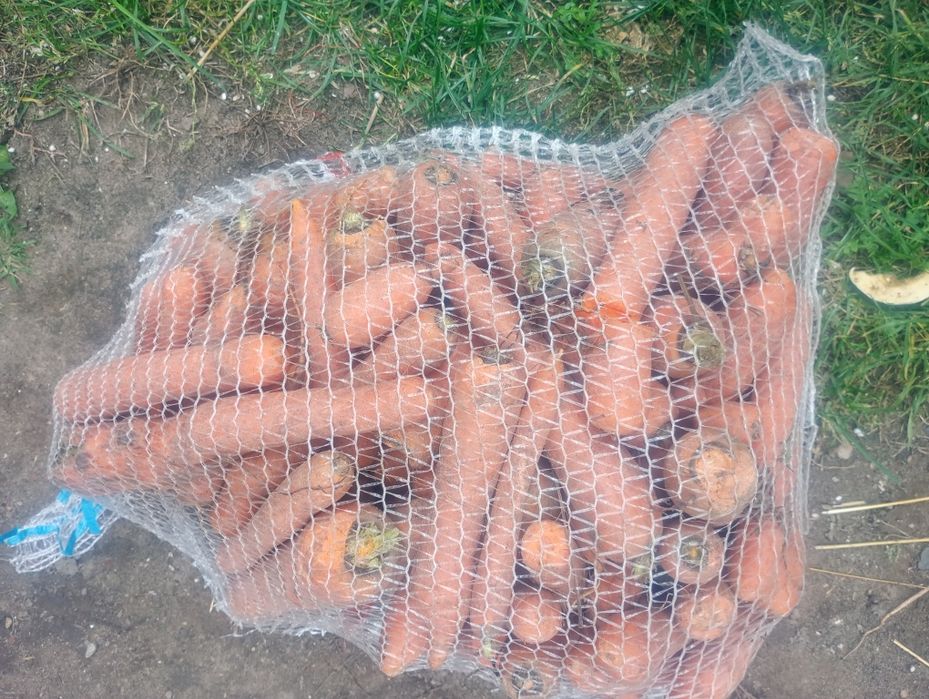 Buraki marchew ziemniaki