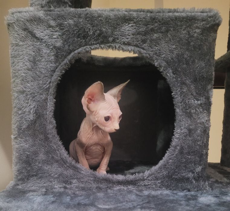 sphynx macho olhos azuis