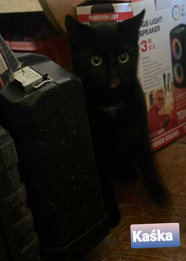 9 miesięczne kociaki Kasia i Zybi do adopcji .