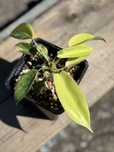 Filodendron Florida Beauty kolekcjonerski