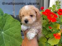 Maltipoo, Чистокровные мини мальтипу, мальтіпу (той пудель+мальтез)