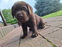 Suczka Labrador Retriever wybitne pochodzenie