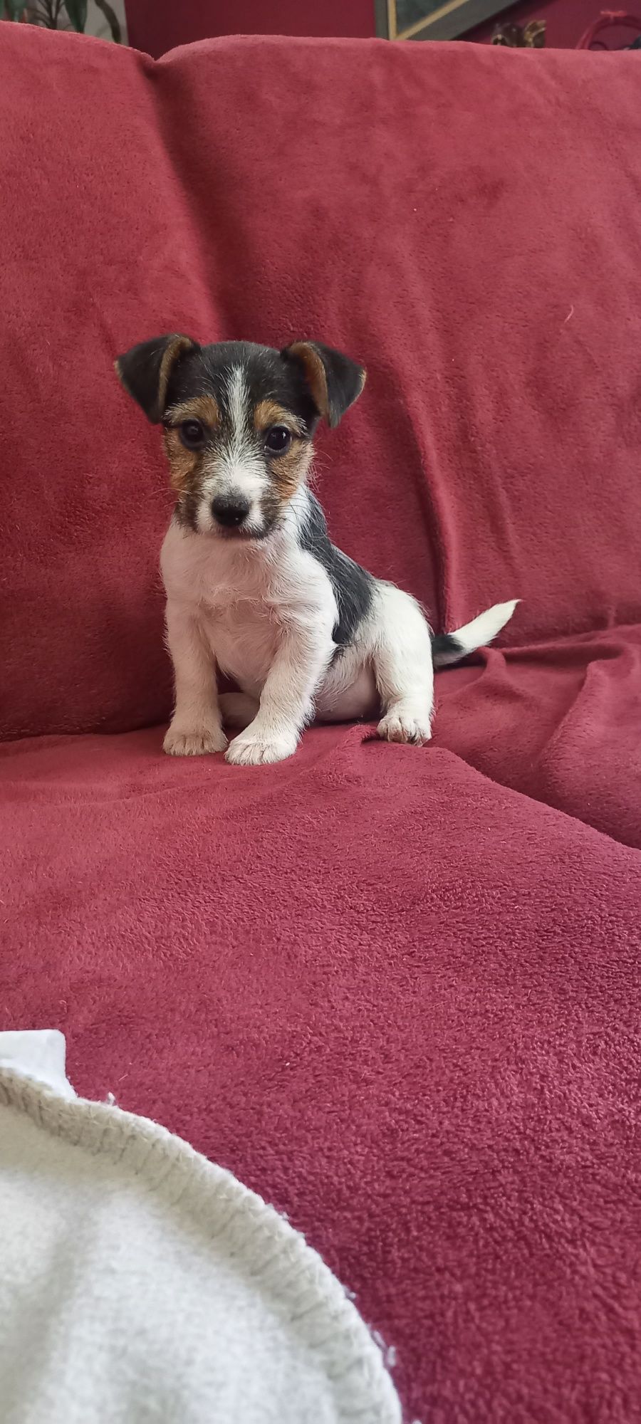 Jack Russell terrier