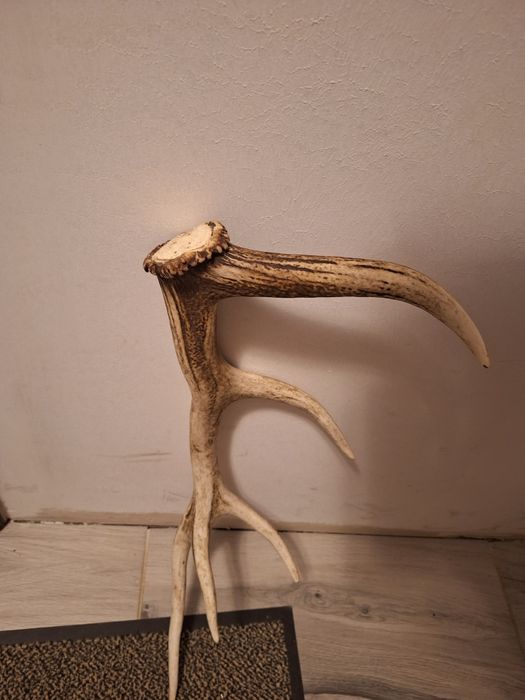 Poroże zrzut jelenia.