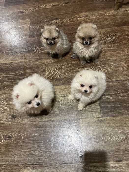Щенки померанского шпица