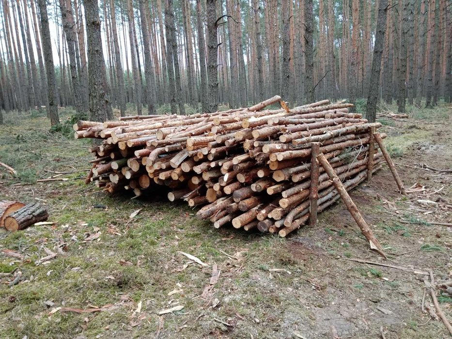 Sprzedam drewno sosnę gałęziówke