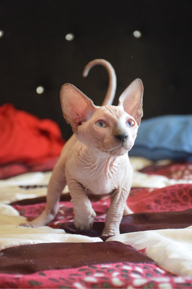 Lyborius Legacy - Canadian Sphynx