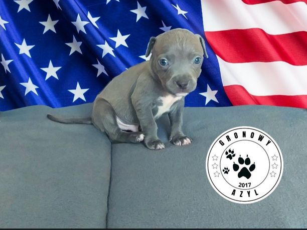 American Staffordshire Terrier Amstaff Blue Silver PIESEK