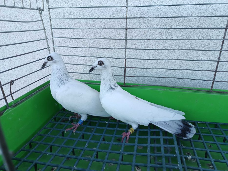 Jasne Łomżyńskie zwykłe