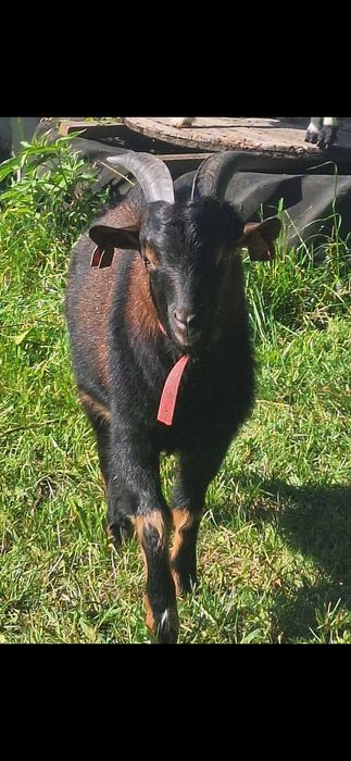 Krycie kozłem miniaturowym