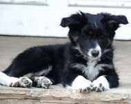 Border Collie suczka czarno-biała, szczenię 14 tyg.