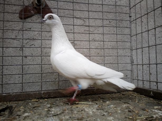 Gołębie Biały Budapeszt samiec Wysyłka