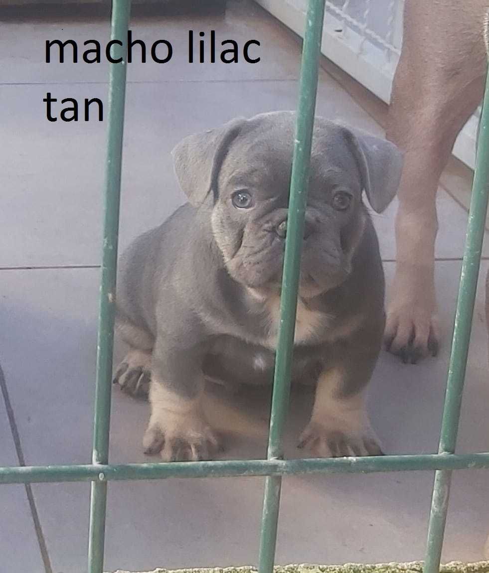 macho   lilac tan tem 1 ano  , bom reprodutor top qualidade