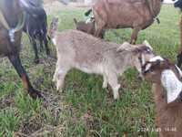Козочка коза від мами англо-нубійки