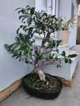 Bonsai ficos [30 anos)