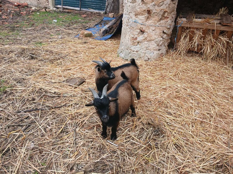 Cabras saudáveis e bonitas