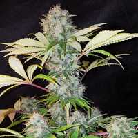 Bubble Kush 10szt AUTOMAT Nasiona Marihuany Feminizowane growbox thc