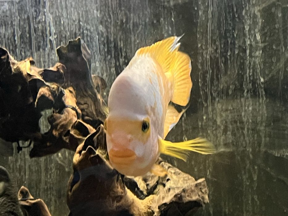 Pielęgnica cytrynowa samica